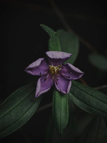 インドのツツジの紫色の花の選択的に焦点を当てたクローズアップ別名マラバール メラストーム植物 Moody Green Abstract — ストック写真