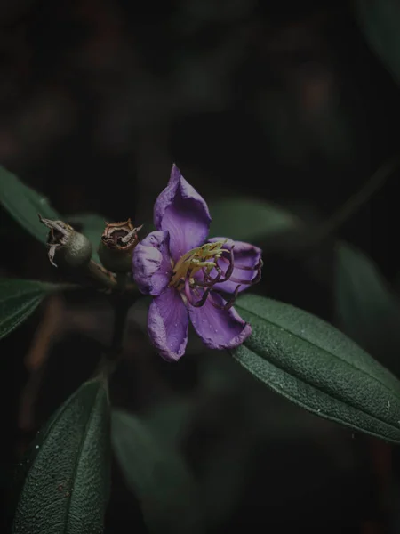 Selektywne Zbliżenie Ostrości Indyjskiego Rododendronu Znanego Jako Malabar Melastome Plant — Zdjęcie stockowe