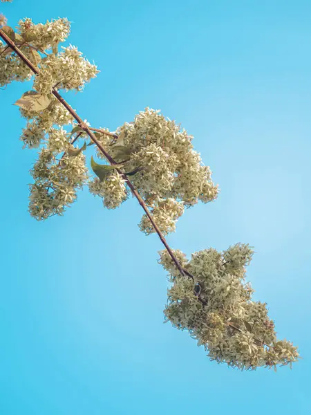 Mavi Gökyüzü Arkaplan Odaklı Beyaz Çiçeklerin Çapraz Çerçeveli Görüntüsü.