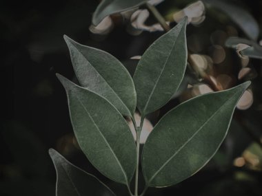 Huysuz yeşil efektli yaprakların kapatılması, Seçici Odaklanma, Soyut.