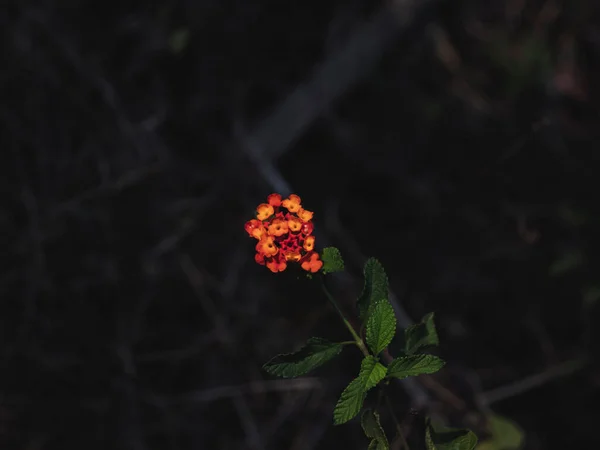 西インドランタナの孤立した閉鎖性花 選択的フォーカス アブストラクト — ストック写真