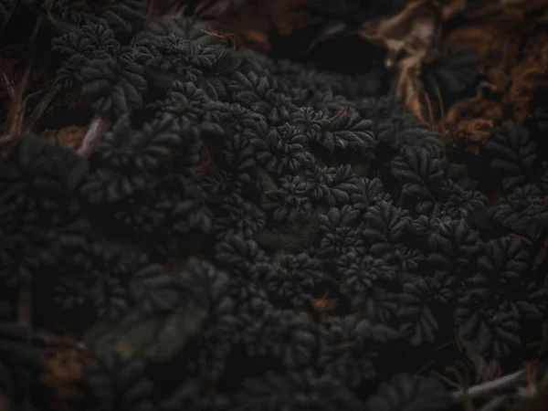 Yer Tesisi 'nin üç parçalı hali. Seçici Odaklanma, Özet.