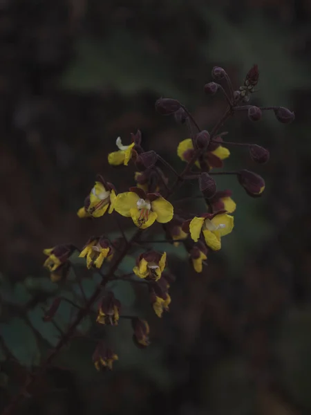 Haste Longa Flores Amarelas Foco Seletivo Abstrato — Fotografia de Stock