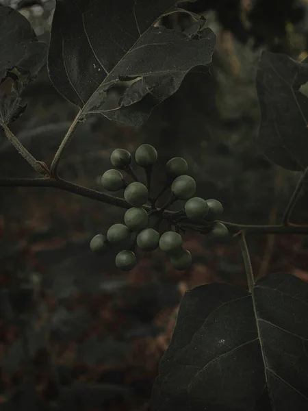Moody Dark Image Wild Green Berries Foco Seletivo Abstrato — Fotografia de Stock