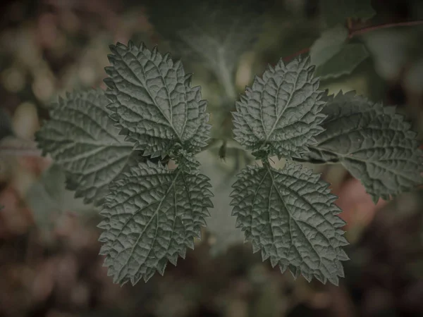 Nahaufnahme Eines Pflanzenkopfes Mit Symmetrischer Blattknospenbildung Selektiver Fokus Abstrakt — Stockfoto