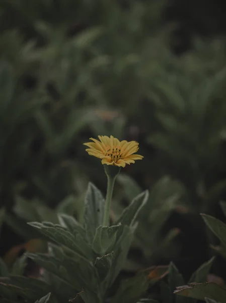 Ізольоване Забарвлення Жовтої Квітки Селективний Фокус Абстракт — стокове фото