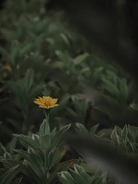 Листя Виходить Жовта Квітка Selective Focus Abstract — стокове фото