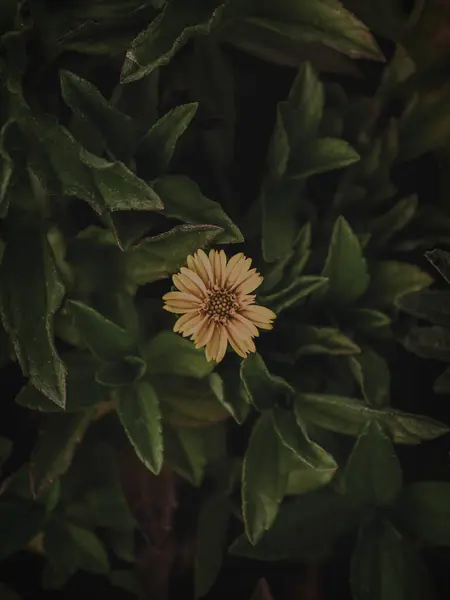 Покриття Зверху Жовтої Квітки Селективний Фокус Абстракт — стокове фото