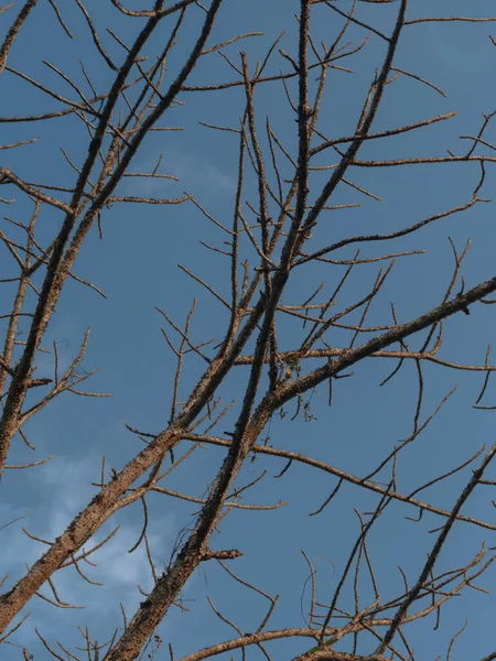 空を背景にした木の裸の枝 選択的焦点 アブストラクト — ストック写真