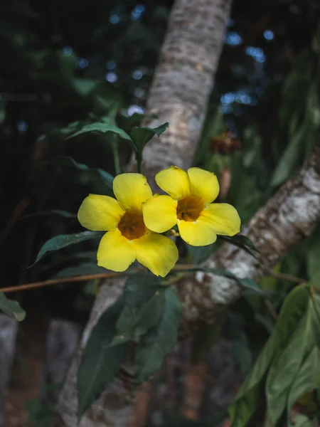 Detailní Záběr Žluté Květy Zahradě Selektivní Zaměření — Stock fotografie