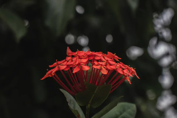 Червона Квітка Ікори Саду Фоном Боке — стокове фото