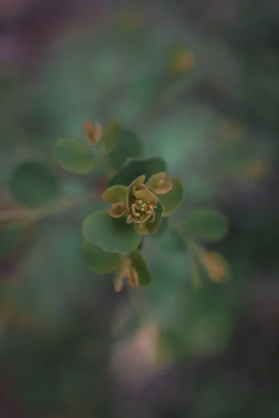 深浅的绿叶的模糊背景 软焦点 — 图库照片