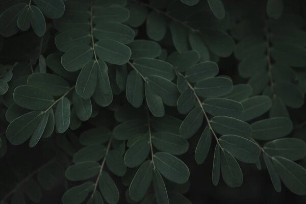 Close up of green leaves. Nature background. Selective focus.