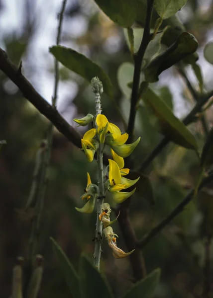 Çıngıraklı Yılanların Sarı Çiçeklerine Yakın Çekim — Stok fotoğraf