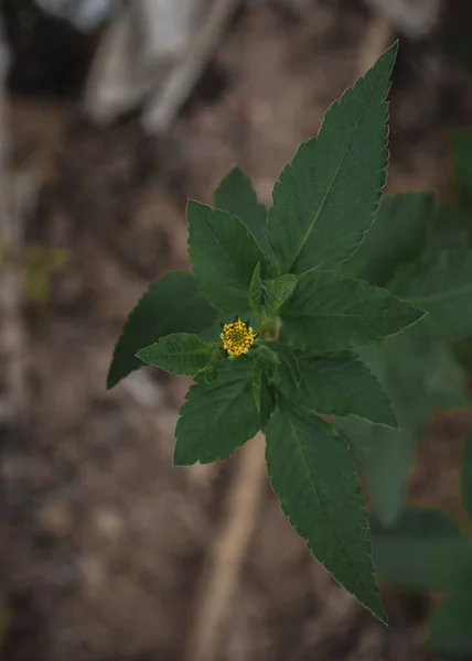 Yeşil yaprağın üzerinde küçük sarı bir çiçeğin yakın çekimi..