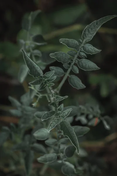 Bahçede Domates Bitkisi Seçmeli Odak Noktası — Stok fotoğraf