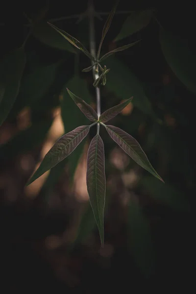 フィルター効果のある葉の閉じるレトロヴィンテージスタイルとソフトフォーカス — ストック写真