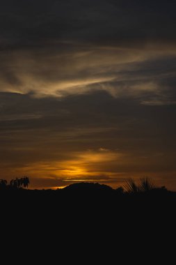 Çölde gün batımında palmiye ağaçları ve çalılar siluetleriyle