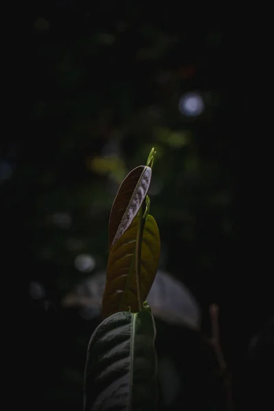 暗い背景を持つ庭の緑の葉の閉鎖 — ストック写真