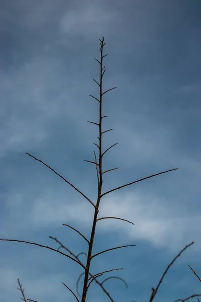 冬は青空に背の高い木の枝が乾く — ストック写真