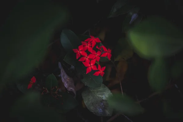 Червона Квітка Саду Індія Вибіркове Фокусування — стокове фото