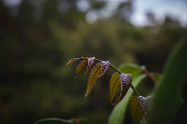 Bahçedeki yeşil yaprakları kapat. Seçici odak.