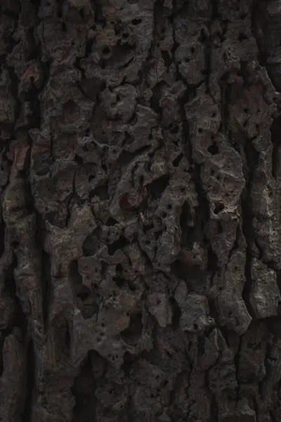 Soyut ağaç kabuğu doku arka plan.