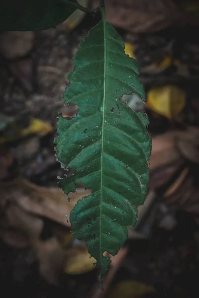 森林地面上的绿叶 — 图库照片