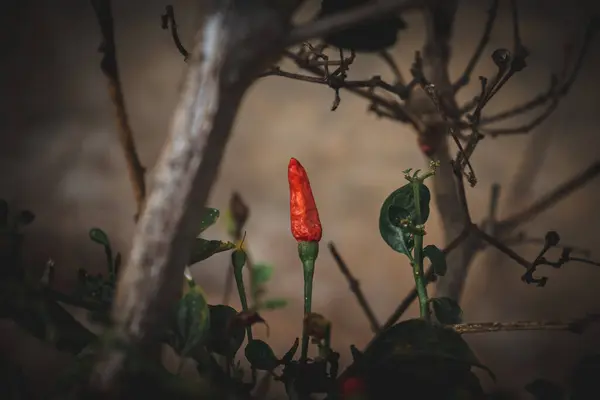 Червоний Гострий Перець Чилі Дереві Саду Вибірковий Фокус — стокове фото