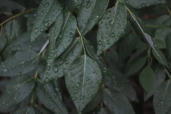 stock image Water droplets on the leaves of a tree in the rain.