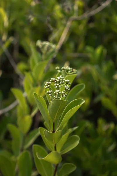 Bulanık Arkaplanda Küçük Beyaz Çiçekli Küçük Yeşil Yaprakları Kapat — Stok fotoğraf