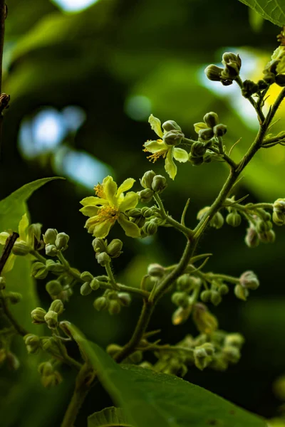 Bahçedeki Ağaçtaki Yeşil Yaprakları Sarı Çiçekleri Kapat — Stok fotoğraf