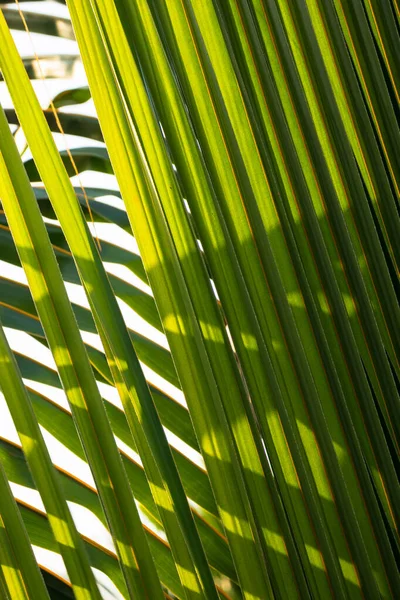 绿色棕榈叶纹理背景 绿棕榈叶纹理的特写 — 图库照片