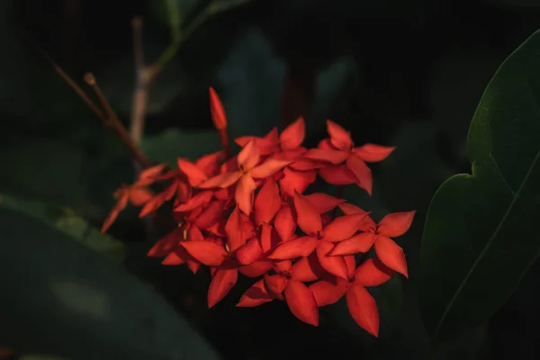 Ixora coccinea, Rubiaceae familyasından bir bitki türü..