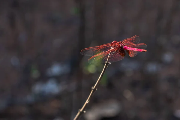 Libellule Rouge Reposant Sur Une Brindille Dans Forêt Coucher Soleil — Photo