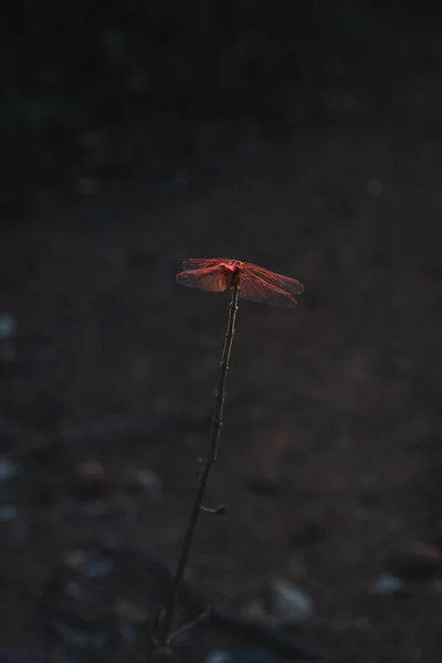 Rote Libelle Ruht Bei Sonnenuntergang Auf Einem Zweig Wald — Stockfoto