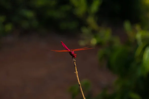 Red Dragonfly Resting Twig Forest Sunset — Stock Photo, Image