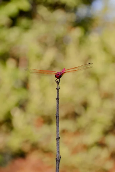 Červená Vážky Odpočívající Větvičce Lese Při Západu Slunce — Stock fotografie