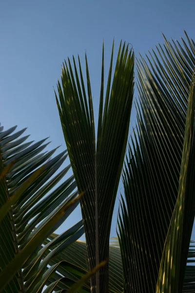 Avuç yaprakları mavi gökyüzüne, yakın çekim. Tropik arkaplan