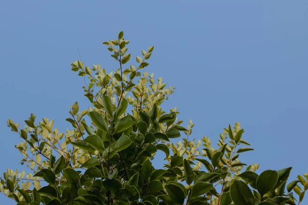 stock image Green leaves of a tree against the blue sky. Natural background.