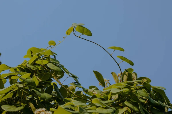 stock image moringa leaves on blue sky background,Moringa oleifera