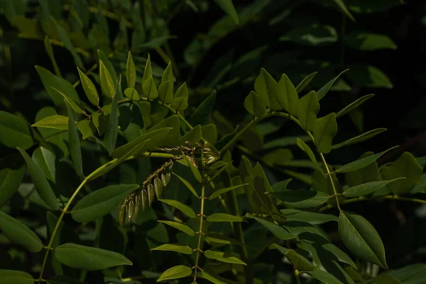 Bereketli yeşil bir çalı parlak, taze çiçeklerle süslenir..