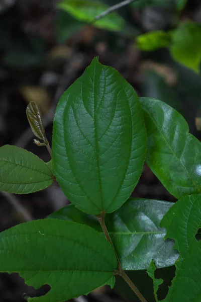 Ένα Κοντινό Πλάνο Ενός Ζωντανού Πράσινου Φύλλου Που Ξεπροβάλλει Από — Φωτογραφία Αρχείου