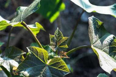 Çiçekleri oluşturan yemyeşil yapraklar ve narin yapraklarla dolu canlı bir çalılık..