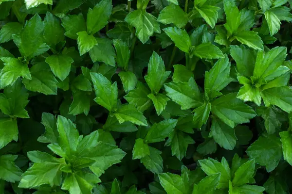 Yeşillik yeşili bir bitki. Tazelik ve büyümeyle dolup taşıyor. Her yemek için mükemmel bir eşlik..