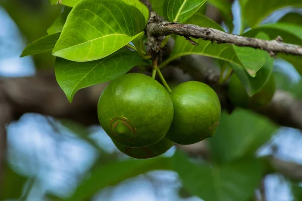 A vibrant close-up of a green branch on a tree, with fresh fruit and lush leaves; the perfect representation of natures healthy bounty.