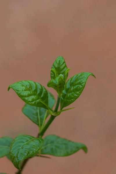 Parlak renkli bir arka planda taze yeşil yapraklı bitki sapının canlı, yakın plan çekimleri..