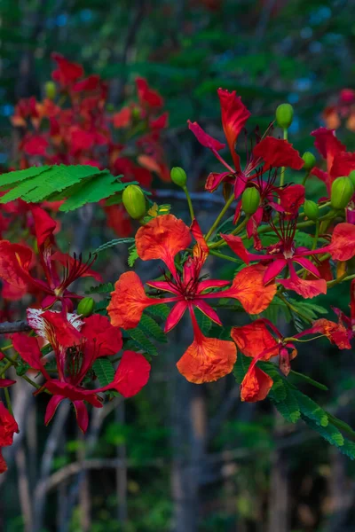 Żywy Czerwony Kwiat Kwitnie Tle Bujnej Zieleni Krzewów Podkreślając Piękno — Zdjęcie stockowe