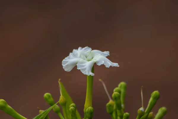 Zbliżenie Delikatnej Łodygi Kwiatowej Pękającej Świeżym Wzrostem Żywymi Zieleniami Promieniuje — Zdjęcie stockowe