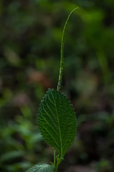 Eine Nahaufnahme Eines Üppig Grünen Pflanzenteils Der Aus Seinem Stamm — Stockfoto